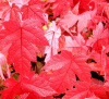 A+++ 99CENT
SALE RED MAPLE TREES (7) FRESH STARTER SEEDLINGS