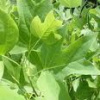 YELLOW POPLAR TREE QUANTITY(200)FRESH STARTER SEEDLINGS