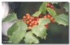 AMERICAN HOLLY EVERGREEN SAPLING SEEDLINGS (8)
