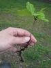 A++WHITE OAK TREE (10) STARTER TRANSPLANT SEEDLINGS
