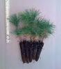A++WHITE PINE TREE QUANTITY(200)FRESH STARTER SEEDLINGS