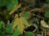 l) RED MAPLE TREE QUANTITY(8) FRESH STARTER SEEDLINGS 