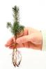 m) WHITE PINE TREE QUANTITY(30)FRESH STARTER SEEDLINGS 
