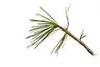 WHITE PINE TREE QUANTITY(25) FRESH STARTER SEEDLINGS !!