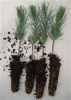 A+++WHITE PINE TREE QUANTITY (6) FRESH STARTER SEEDLINGS 