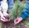 WHITE PINE TREE 12-15 INCH FRESH STARTER SEEDLING